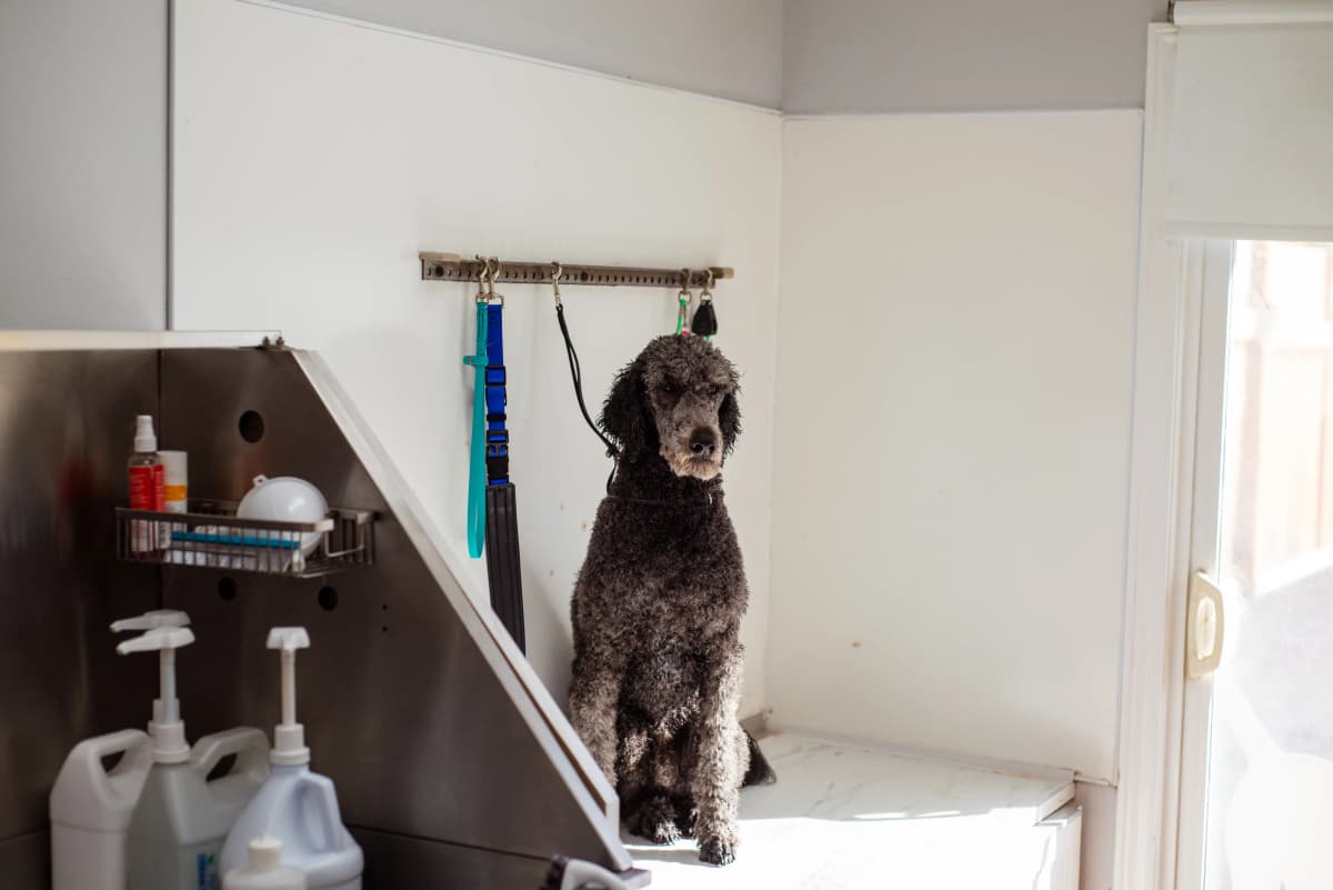 Pudel sitzt ruhig auf dem Tisch eines Hundesalons zwischen Pflegewerkzeugen