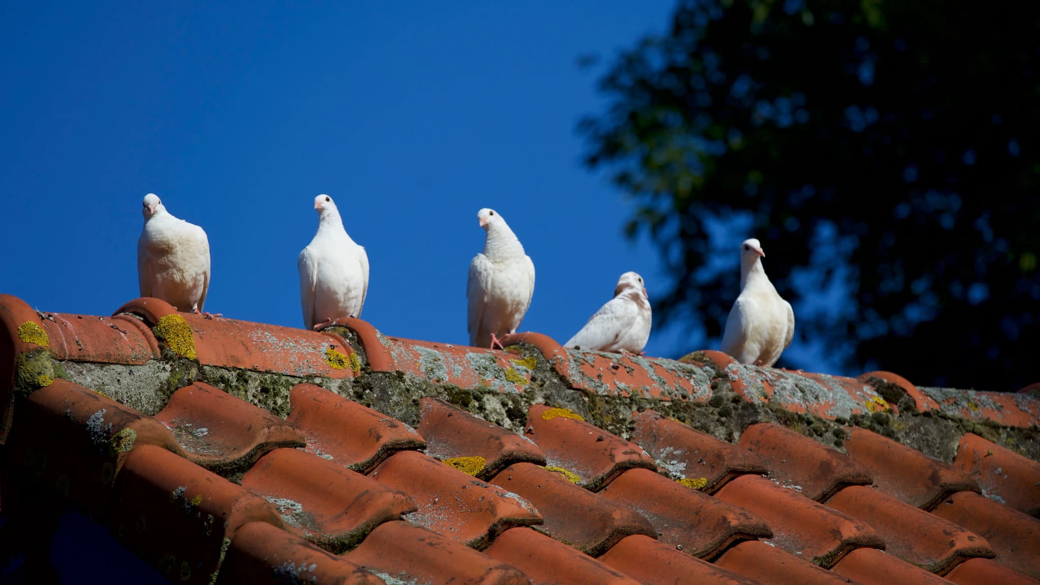 Mehrere Tauben sitzen auf einem Dach unter klarem blauem Himmel