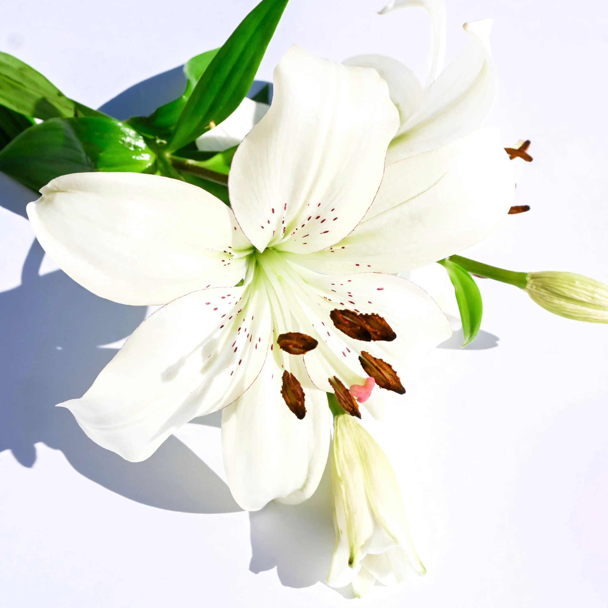 Weiße Lilienblüten liegen als stiller Blumenschmuck auf einem Tisch