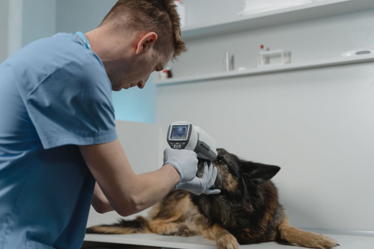 Tierarzt untersucht einen Hund im Behandlungsraum einer hygienisch gereinigten Tierarztpraxis