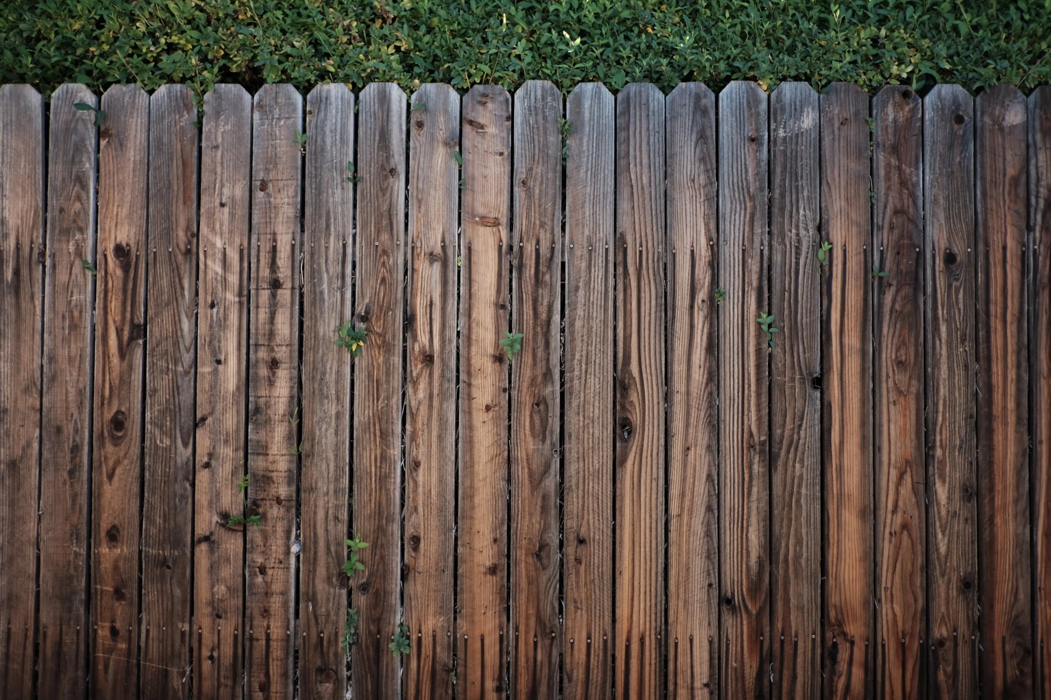 Verwitterter Holzzaun mit grauen und braunen Brettern vor einer grünen Hecke im Garten