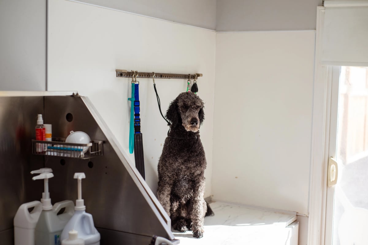 Pudel sitzt ruhig auf dem Tisch eines Hundesalons zwischen Pflegewerkzeugen